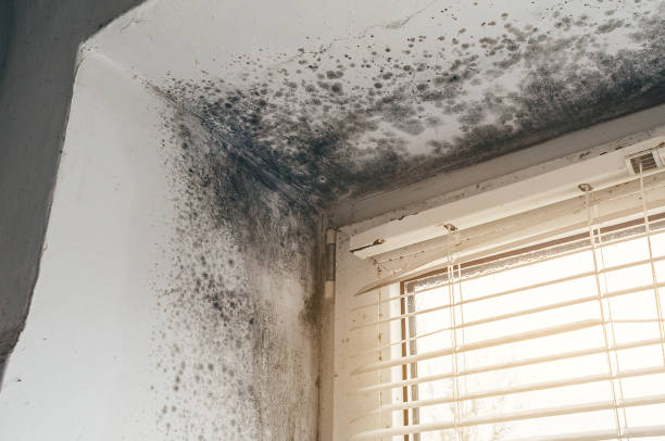 Affordable Mold Cleanup solutions in Lincoln Park, NY